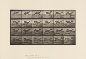 Levy 683. Virginia Deer; (Ei sarvia); Buck; Laukkaa tekijältä Eadweard Muybridge