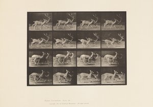 Levy 684. kuusipeura; A, Buck ja Doe; B, Two Does; Ravi tekijältä Eadweard Muybridge