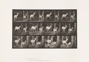 Levy 686. kuusipeura; Buck ja Doe; Laukkaa tekijältä Eadweard Muybridge