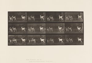 Levy 687. kuusipeura; Buck and Group of Does; Laukkaa tekijältä Eadweard Muybridge