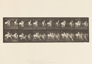 Levy 688. kuusipeura; Buck and Group of Does; Laukkaa tekijältä Eadweard Muybridge