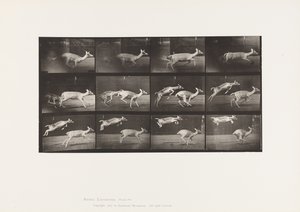 Levy 691. kuusipeura; Doe; Laukkaa; ja Kid; Hyppääminen tekijältä Eadweard Muybridge