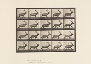 Levy 692. Hirvi, ravi tekijältä Eadweard Muybridge