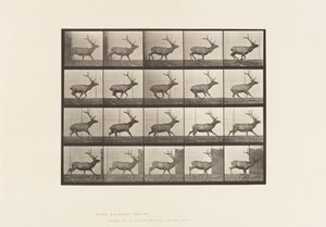 Levy 693. Hirvi, laukkaa tekijältä Eadweard Muybridge