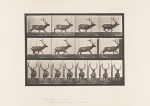 Levy 695. Hirvi, laukkaa tekijältä Eadweard Muybridge