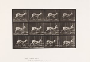 Levy 697. Antilooppi; Ravi tekijältä Eadweard Muybridge