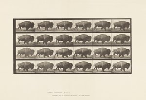 Levy 699. Buffalo; Kävely tekijältä Eadweard Muybridge