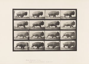 Levy 700. Buffalo; Laukkaa tekijältä Eadweard Muybridge