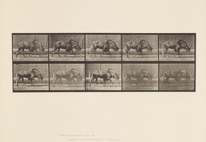 Levy 701. Gnu; Kävely tekijältä Eadweard Muybridge