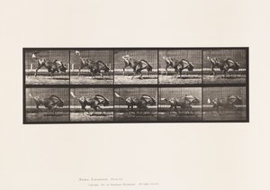 Levy 702. Gnu; Nykiminen ja laukkaa tekijältä Eadweard Muybridge