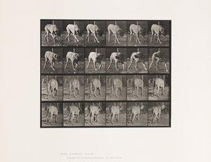 Levy 703. Koira; Kävely; Keskeytti mastiffi-Dreadin tekijältä Eadweard Muybridge