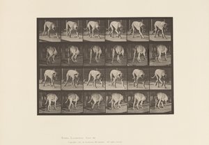 Levy 704. Koira; Kävely; Mastiffi tekijältä Eadweard Muybridge