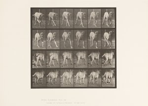 Levy 705. Koira; Ravi; Mastiffi tekijältä Eadweard Muybridge