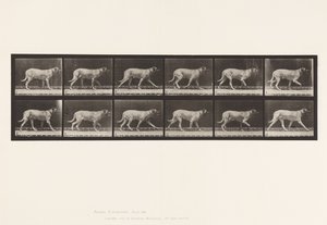 Levy 706. Koira; Ravi; Mastiffi tekijältä Eadweard Muybridge