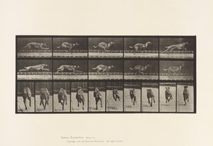 Levy 708. Koira; Laukkaa; Ruskea kilpakoira tekijältä Eadweard Muybridge