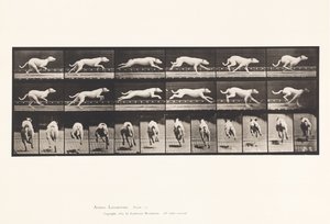 Levy 709. Koira; Laukkaa; Valkoinen kilpakoira Maggie tekijältä Eadweard Muybridge