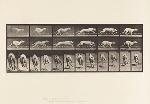 Levy 710. Koira; Laukkaa; Valkoinen kilpakoira Maggie tekijältä Eadweard Muybridge