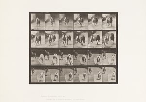 Levy 711. Koirat; Kaksi Racing; A, B; Kilpakoirat, Ike & Maggie tekijältä Eadweard Muybridge
