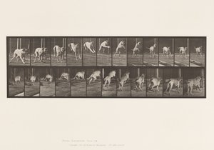 Levy 712. Koira; Esteen hyppy; Mastiffi, kauhu tekijältä Eadweard Muybridge