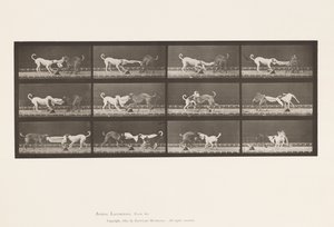 Levy 715. Koirat; Kolme, pyyhkeen vetäminen, Ike, Maggie jne. tekijältä Eadweard Muybridge