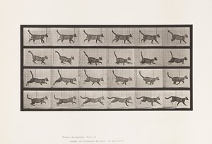 Levy 716. Kissa; Kävely, vaihda laukkaa tekijältä Eadweard Muybridge