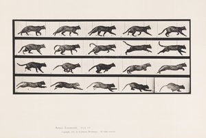 Levy 717. Kissa; Ravi; Vaihda laukkaa tekijältä Eadweard Muybridge