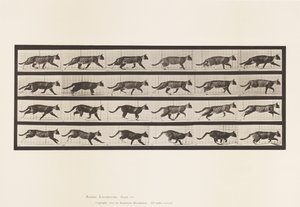 Levy 718. Kissa; Ravi; Vaihda laukkaa tekijältä Eadweard Muybridge