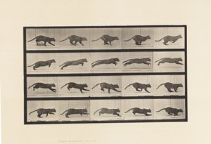 Levy 719. Kissa; Laukkaa tekijältä Eadweard Muybridge