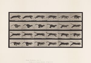 Levy 720. Kissa; Laukkaa tekijältä Eadweard Muybridge