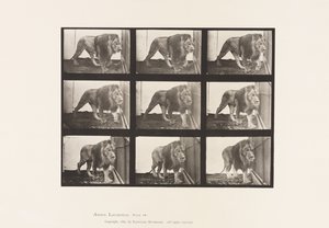 Levy 721. Leijona; Kävely tekijältä Eadweard Muybridge