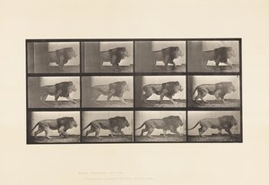Levy 722. Leijona; Kävely tekijältä Eadweard Muybridge