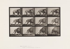 Levy 723. Leijona; Kävely, kääntyminen tekijältä Eadweard Muybridge