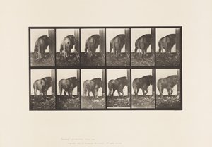 Levy 724. Leijona; Kävely, kääntyminen tekijältä Eadweard Muybridge