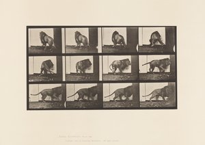 Levy 725. Leijona; Kävely, kääntyminen tekijältä Eadweard Muybridge