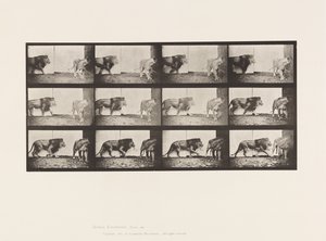 Levy 726. Leijona ja leijona; Kävely tekijältä Eadweard Muybridge