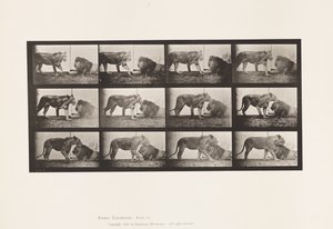 Levy 727. Leijona; Kävely; Leijona; Maata tekijältä Eadweard Muybridge