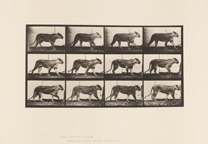 Levy 728. Leijona; Kävely; Leijona; Maata tekijältä Eadweard Muybridge
