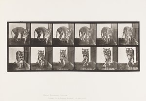 Levy 730. Tiikeri; Kävely; Kääntyä ympäri tekijältä Eadweard Muybridge
