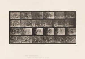 Levy 731. Jaquar; A, kävely; B, Kääntyminen tekijältä Eadweard Muybridge