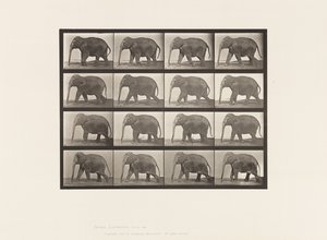 Levy 732. Elefantti; Kävely tekijältä Eadweard Muybridge