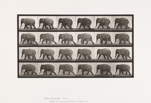 Levy 733. Elefantti; Kävely tekijältä Eadweard Muybridge