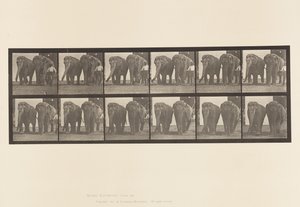Levy 734. Elefantit; Kaksi, kävely tekijältä Eadweard Muybridge