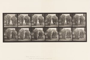 Levy 735. Elefantit; Kaksi, kävely tekijältä Eadweard Muybridge