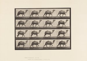 Levy 736. Egyptin kameli; Raastava tekijältä Eadweard Muybridge