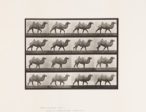 Levy 737. Bactrian Camel; Kävely tekijältä Eadweard Muybridge