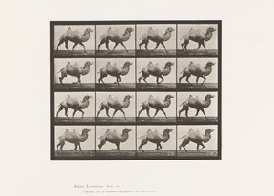 Levy 738. Bactrian Camel; Raastava tekijältä Eadweard Muybridge
