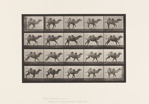 Levy 740. Bactrian Camel; (Nuori), Laukkaa tekijältä Eadweard Muybridge