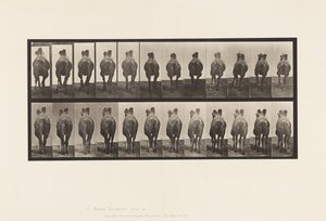 Levy 741. Bactrian Camel; A, kävely; B, teline tekijältä Eadweard Muybridge