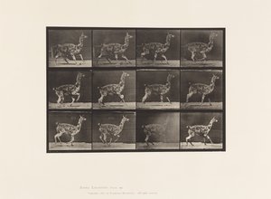 Levy 743. Guanaco; Laukkaa tekijältä Eadweard Muybridge