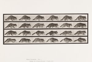 Levy 744. pesukarhu; Kävely; Vaihda laukkaa tekijältä Eadweard Muybridge